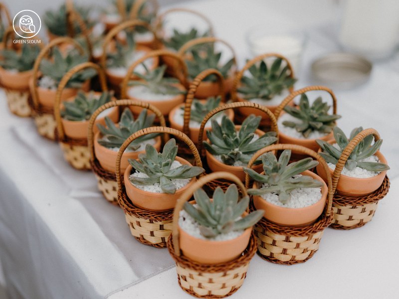 DIY Succulent Wedding Favors That Guests Adore