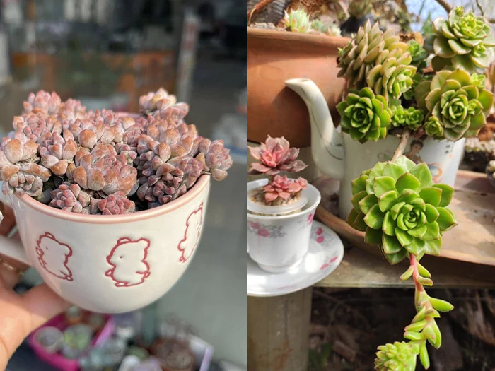 1.2. Tea Cups as Elegant Succulent Planters