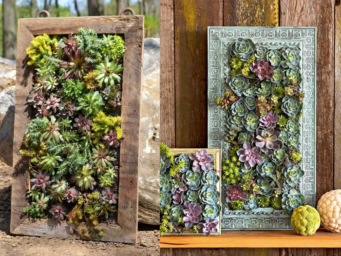 1.6. Picture Frame Succulent Displays unique planters for succulents