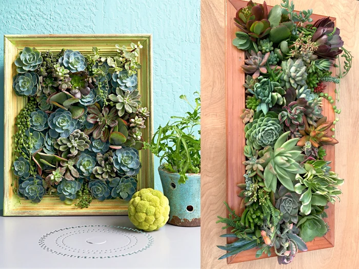 1.6. Picture Frame Succulent Displays