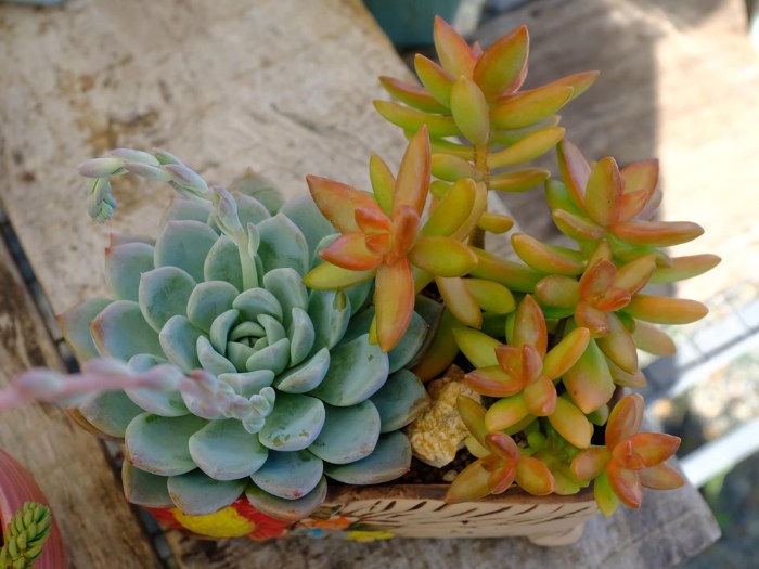 Analogous Color Succulent Arrangements