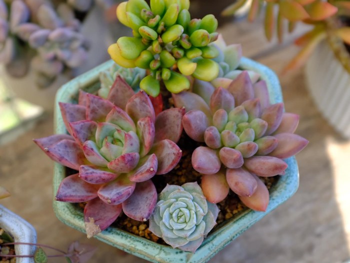 Complementary Color Succulent Arrangements (2)