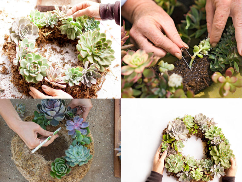 How to Make a Living Succulent Wreath as a Beautiful Artwork