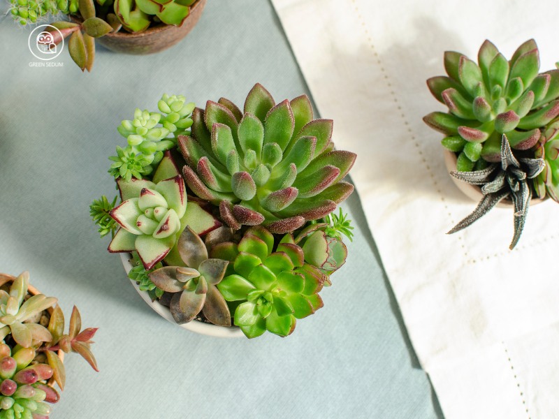 how to make a succulent arrangement banner