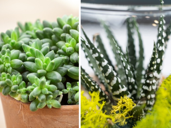 2.2. Water Haworthia mix succulents