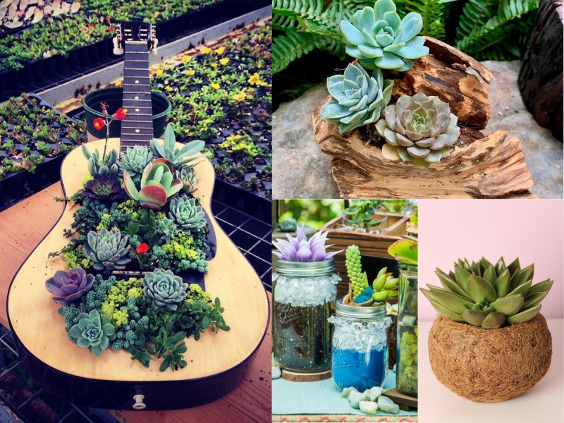 25 Unique Planters for Succulents Creative Ideas and How to Make Them