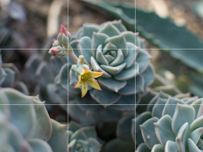 A succulent bloom pops at the center of the Rule of Thirds grid.