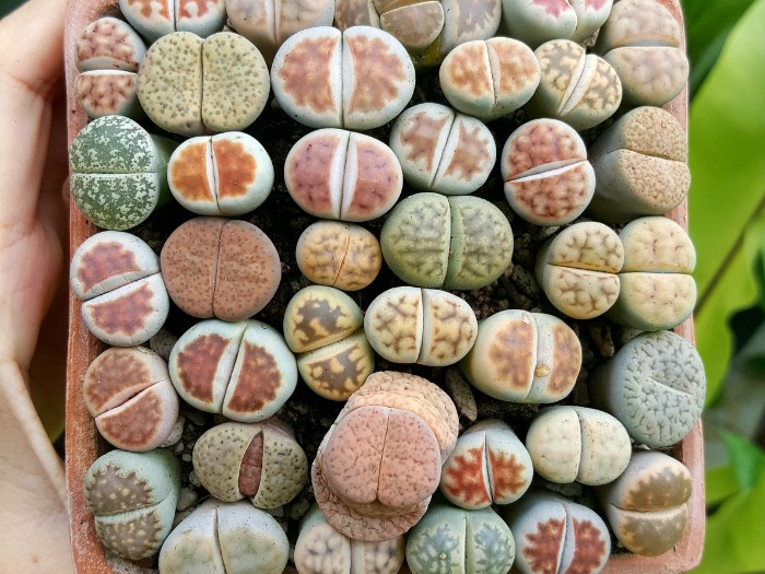 Can Lithops Be Mixed with Other Succulents