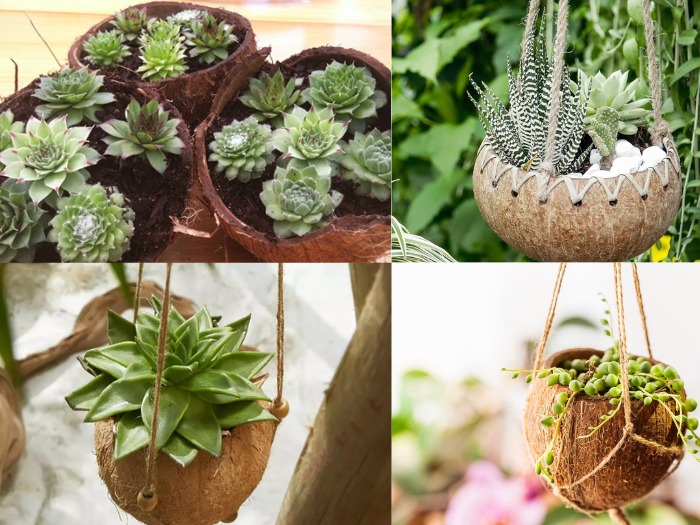 Coconut Shell Planters unique planters for succulents