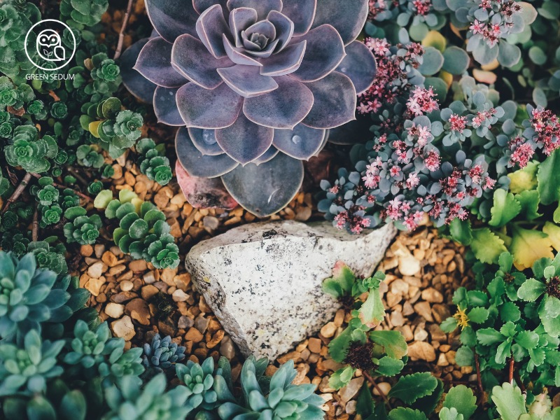 Is Mixing Succulents in One Pot a Good Idea Which Ones Work