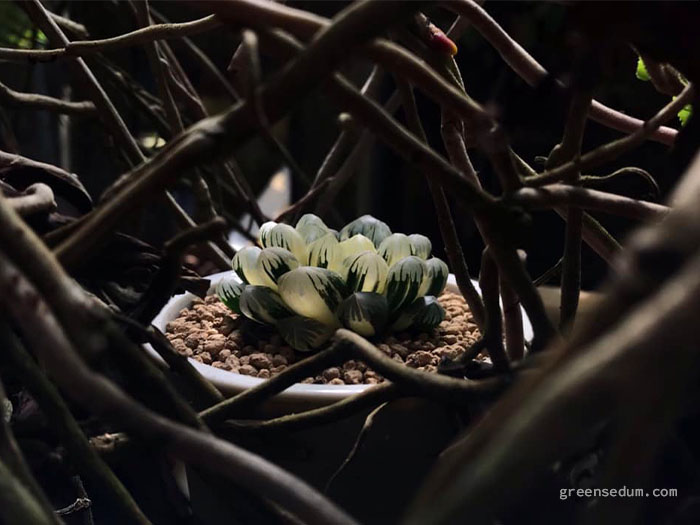 The Haworthia variety is photographed in the shade, adding depth to the main subject. Photo credit Hoang Tam.