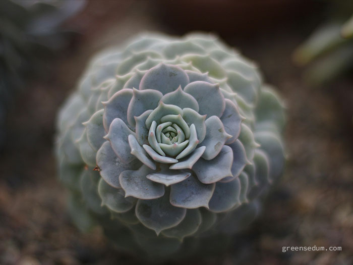 Top-Down Shot succulent photography