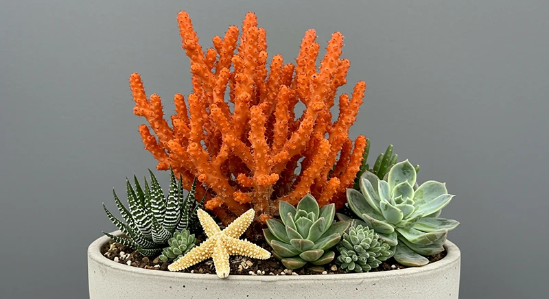 Under the Sea Succulents Bring the Ocean to Your Home