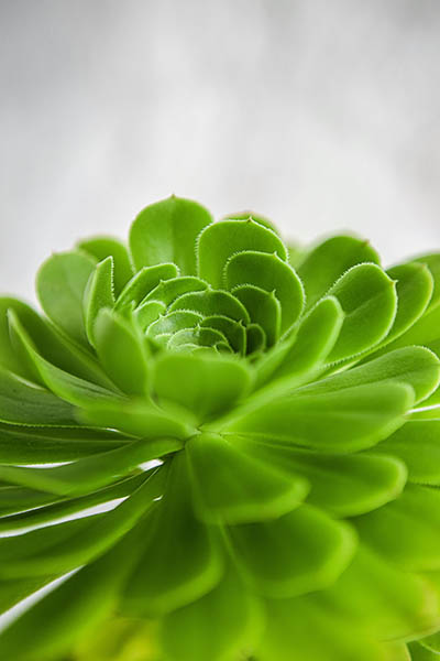 With this macro shot, you can clearly see the leaf’s intricate patterns and glistening water droplets.