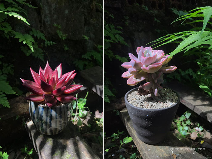 Succulents are photographed in natural shaded light, adding depth to the main subject. Photo credit: Hoang Tam.