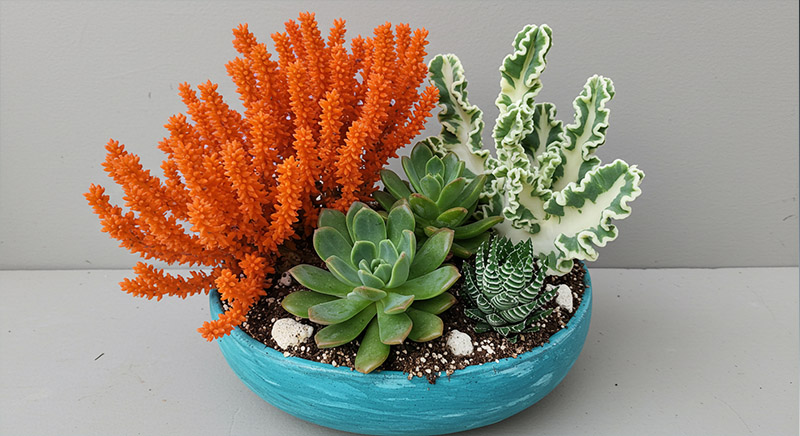 Coral-like succulents including Firesticks Gollum Jade and Variegated Euphorbia